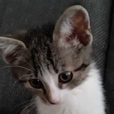 image of a cat